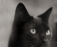 Black Cat