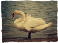 Swan at the lake