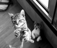 Jumping Cat