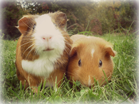 Guinea Pigs