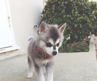 Puppy husky