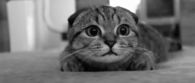 Scaredy cat