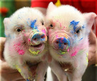 Paint pigs