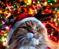 Reindeer cat