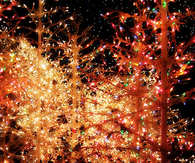 Bright Christmas Tree Lights