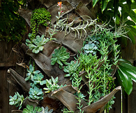 Plant cuttings as decor