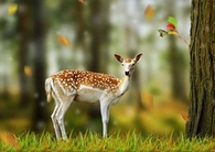 OOH DEER!!