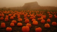Foggy Pumpkinn Patch