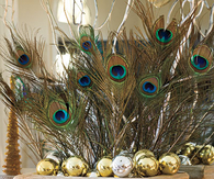 Peacock feathers