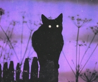 Shadow cat