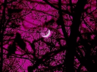 Pink NIght Moon Gaze
