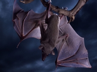 Bat
