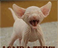 I said a trim