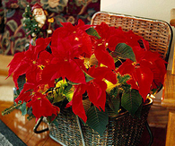 Lit up poinsettia