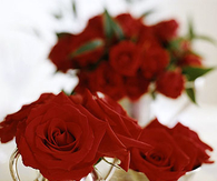 Cup of roses