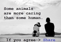 some animals