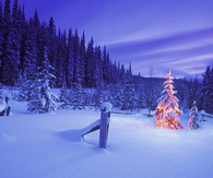 Christmas in the forest