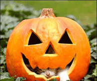 Kitten Sleeping inside Pumpkin