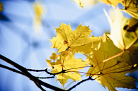 Yellow leaves
