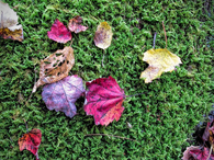 Colored fall leaves