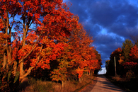 Beautiful orange red tree