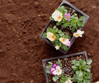 Flower boxes