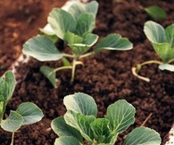 Baby plants in soil