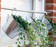 Hanging flowers