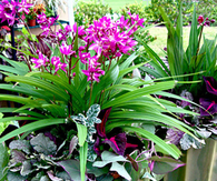 Purple and pink symphony