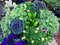 Purple and greens