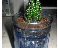 DIY MIni Garden