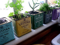 Tea tin cans for plant life