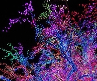 Beautiful colorful christmas tree