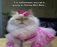 For halloween my cat is going as honey boo boo