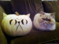 Sad cat and sad pumpkin
