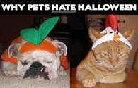 Why pets hate halloween
