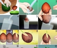 DIY How to grow avocado tree