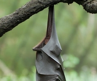 Bat Hanging Upside Down