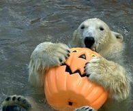Polar Bear loves his Pumpkin