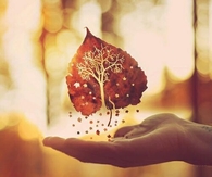 Magic Leaf