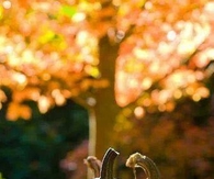 Fall Pumpkins