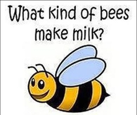 what kind of bees