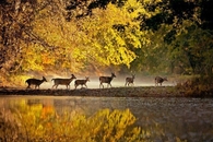 Deer Enjoying the Autumn Day