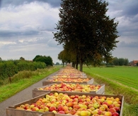 Apple Harvest