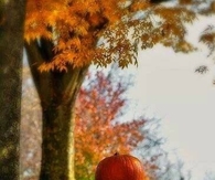 Autumn Beauty