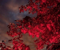 Red Autumn
