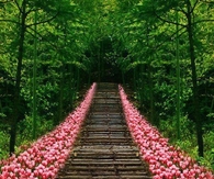 Tulip Steps