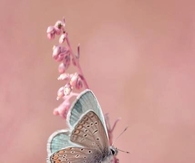 Pastel Butterfly