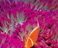 Colors Under the Sea