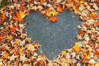 Autumn leaf heart